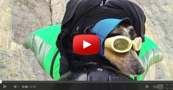 Conhece a Whisper, a primeira cadela do mundo a fazer base jump