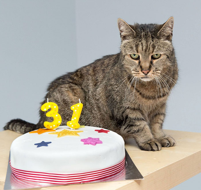 Conhece Nutmeg... o gato que recentemente completou 31 anos de idade!