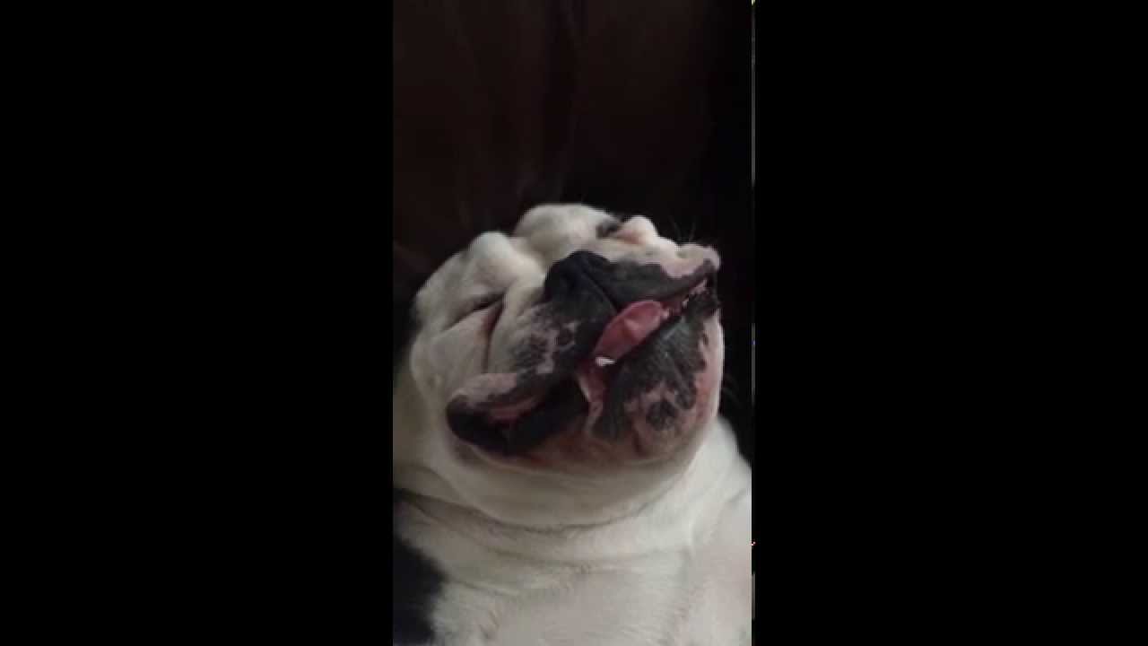 Este bulldog é o pior cão de guarda do mundo. Vê só como ele adormeceu!