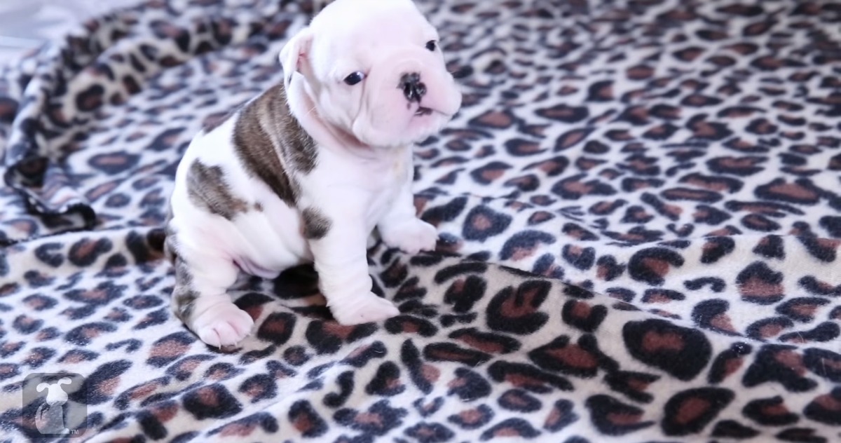Tens de ver este Bulldog bebé a tentar ladrar pela primeira vez