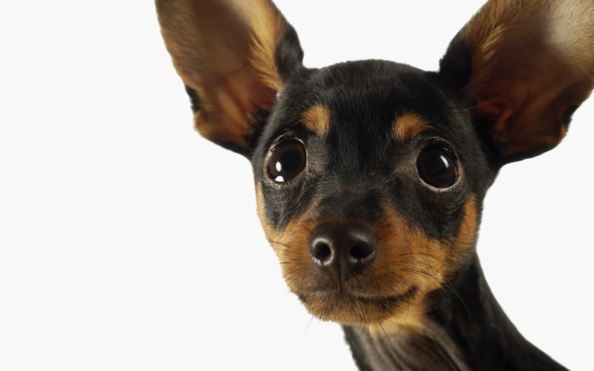 Chihuahua completamente excitado!!!