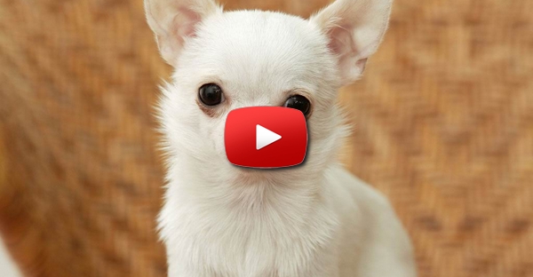 Este chihuahua faz yoga com o dono!!