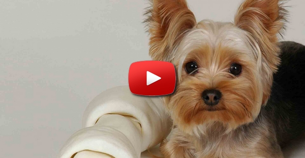 Bebé é atacado sem piedade por um cachorrinho!