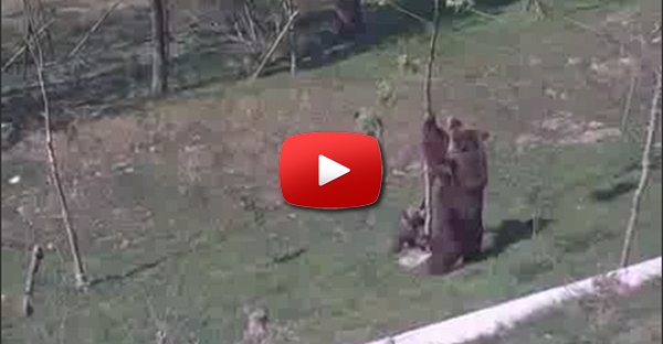 Urso-Mãe é Mãe