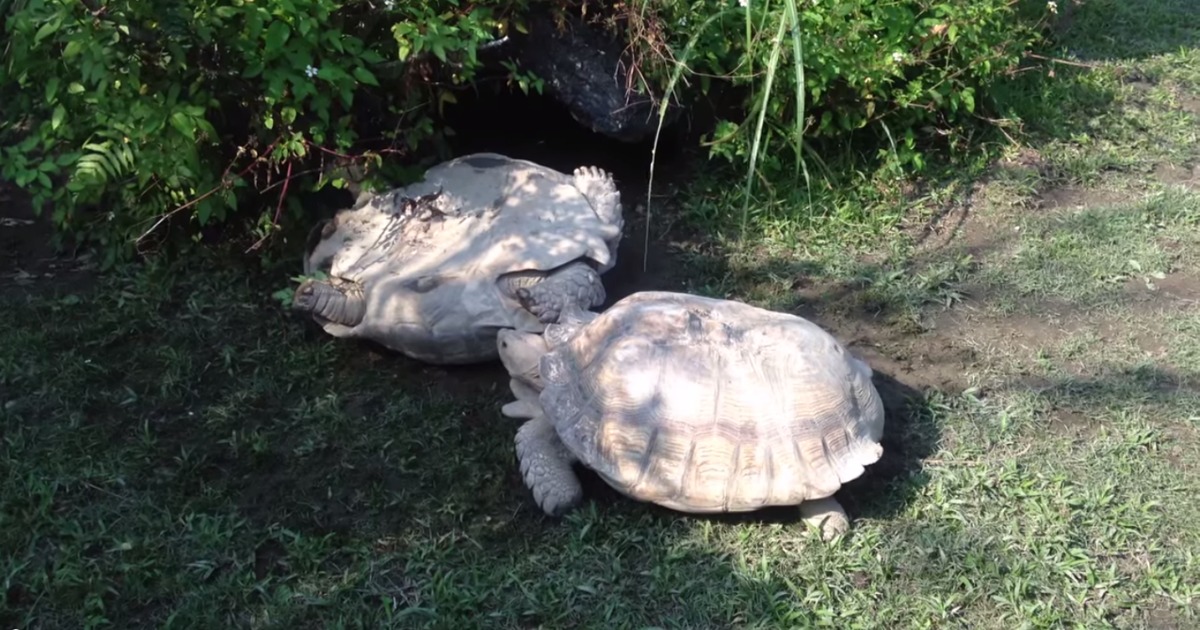 Tartaruga ajuda o seu amigo num gesto que envergonha muitos humanos