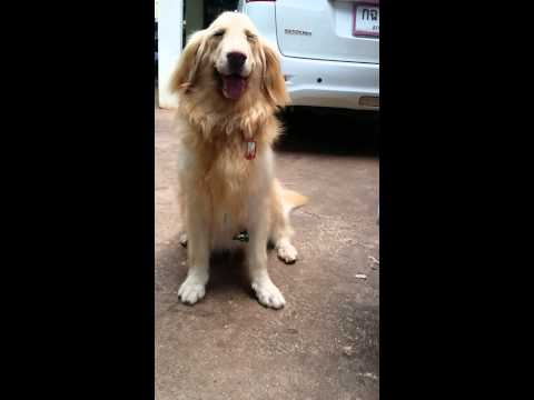 Golden Retriever educado compra o seu próprio gelado
