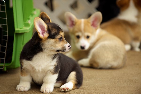 Este corgi tem uma lição para dar ao seu filhote