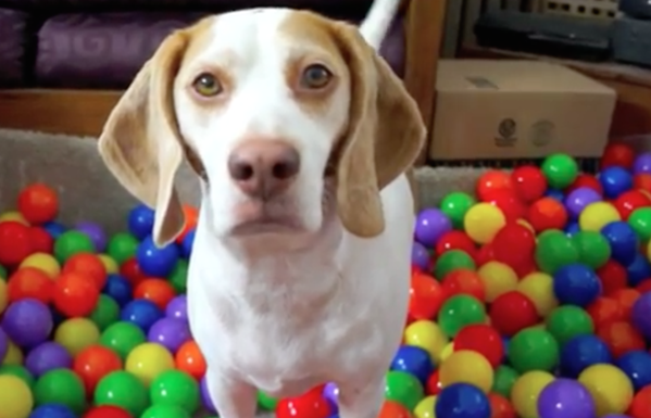 Este cão está sem nada para fazer no sofá, mas o seu dono preparou-lhe uma surpresa