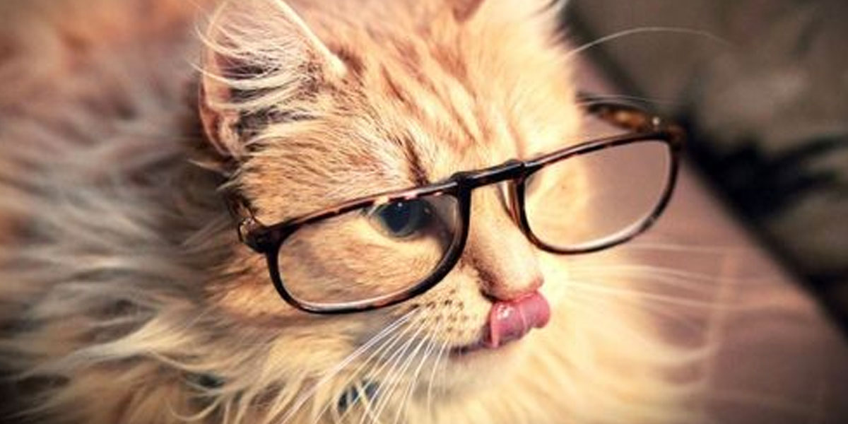 Este gato tem a reação mais engraçada de sempre ao cortar o pêlo