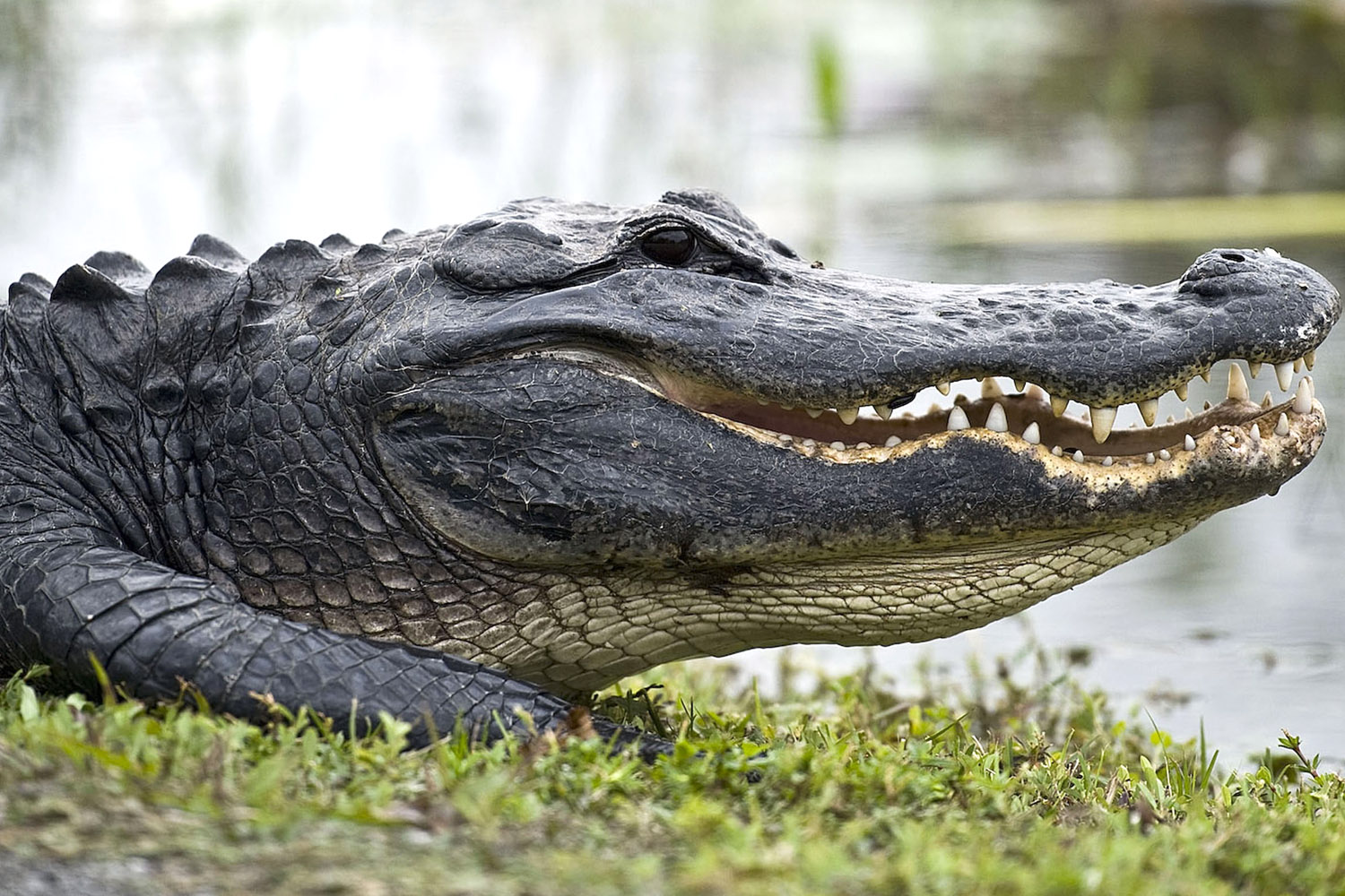 Este homem meteu-se com o crocodilo errado