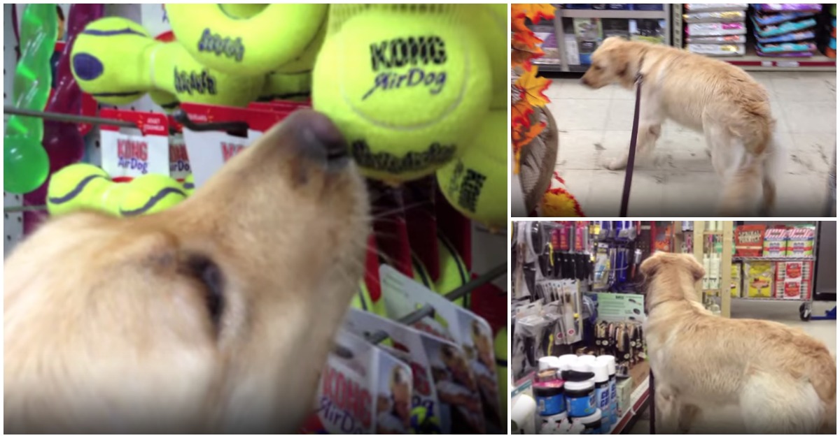 Golden Retriever resgatada de uma situação de maus tratos escolhe o seu primeiro brinquedo