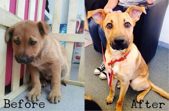 15 expressões de animais antes e depois de serem adotados