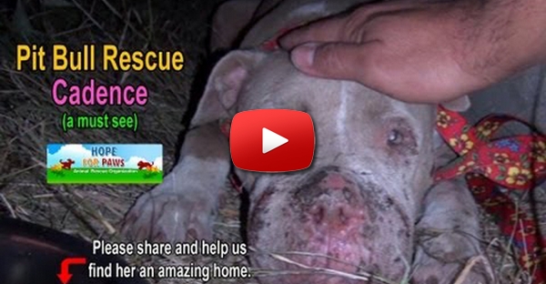 Cadela Pitbull maltratada revela todo o carinho pelas pessoas que a salvaram!