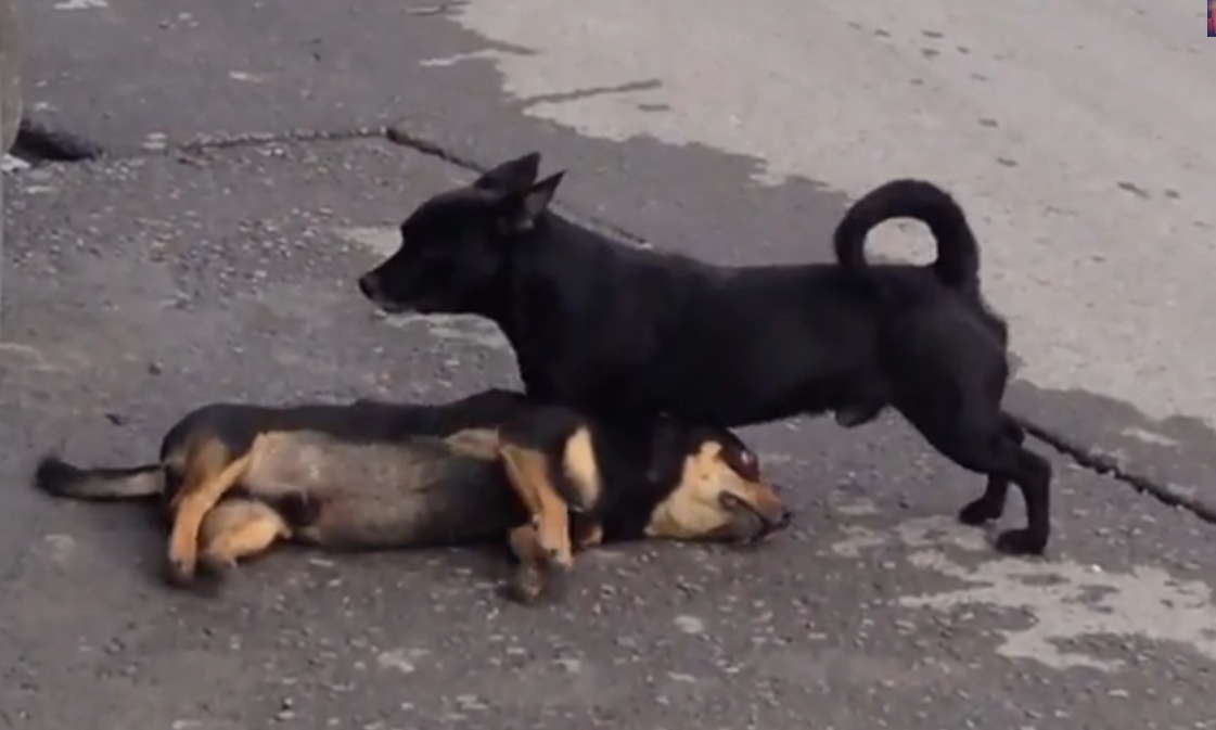 Este vídeo vai-te fazer chorar certamente! Cãozinho tenta reanimar amigo...