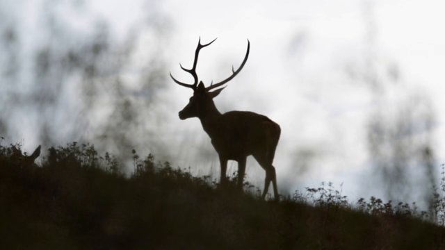 Pormenores do lado selvagem português foram esta semana foram distinguidas pela The Awardeo Company