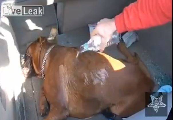 Boxer morre enquanto os seus donos foram às compras