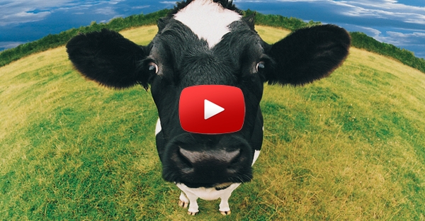 A Vaca é Esperta!