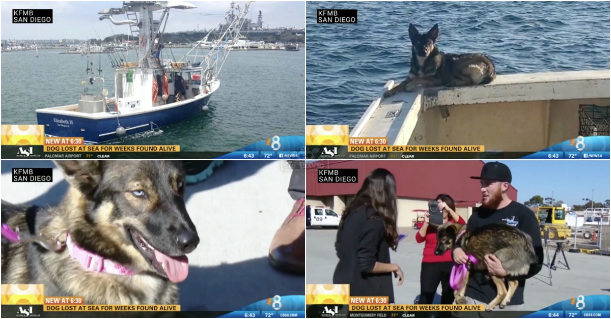 Cadela caiu ao mar e foi encontrada viva semanas depois!