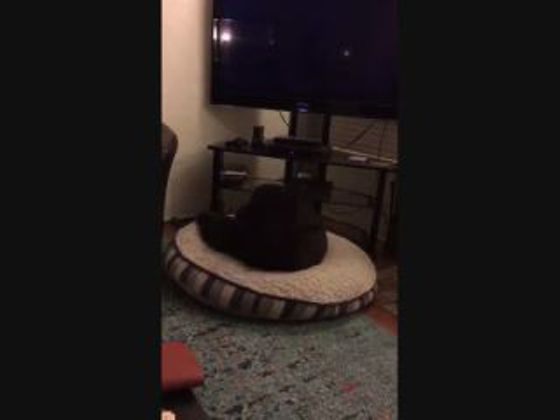 Este cão sabe quando é a hora de dormir... confere a rapidez dele!