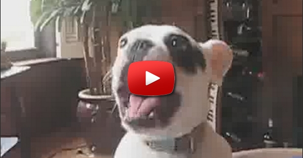 Cachorro parece falar como um bebé