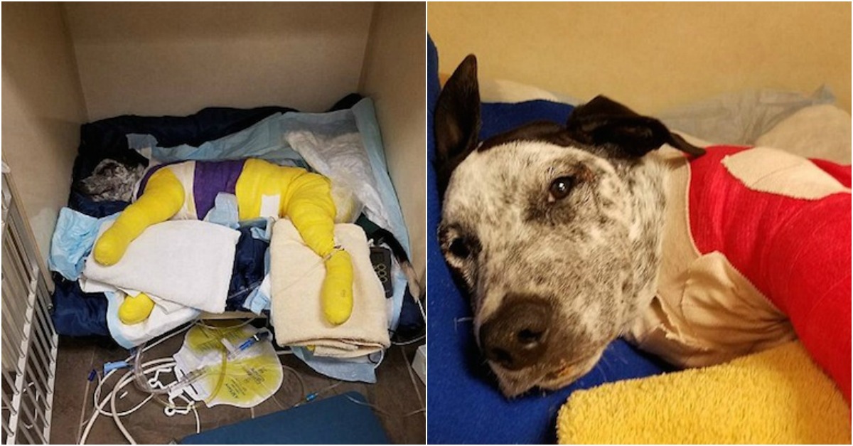 Cão fica com o corpo engessado após ser amarrado e arrastado por camião