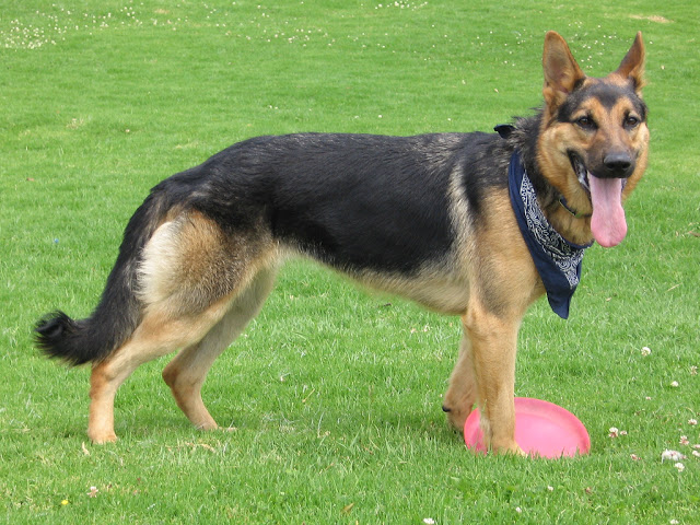 Cão alerta a policia