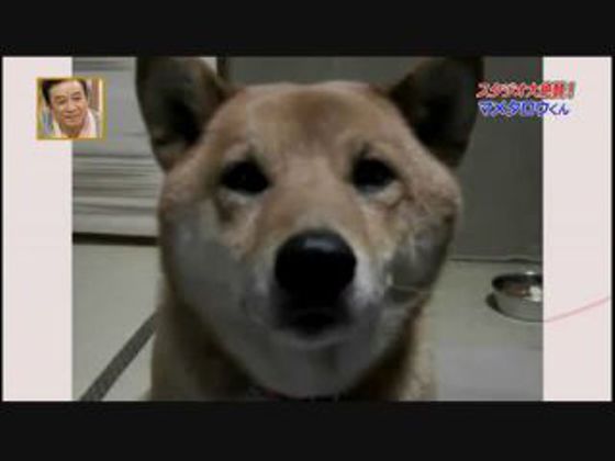 O cão que ladra com volume ajustável