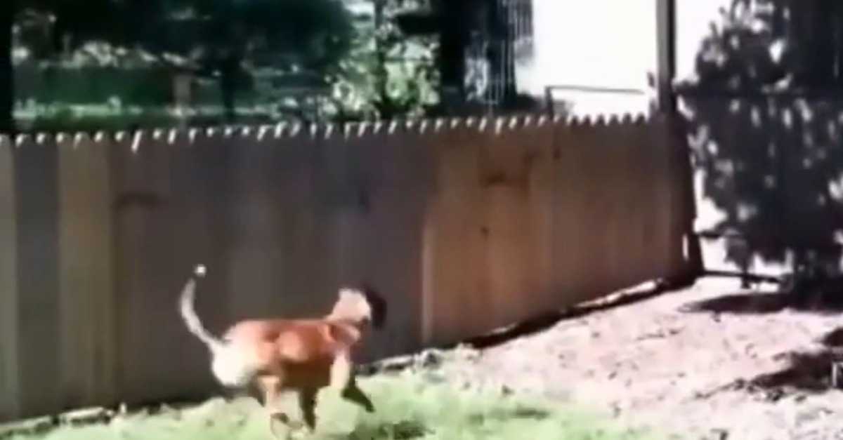 Construiu uma cerca toda bonitinho para o seu cão não fugir mas teve uma grande desilusão!