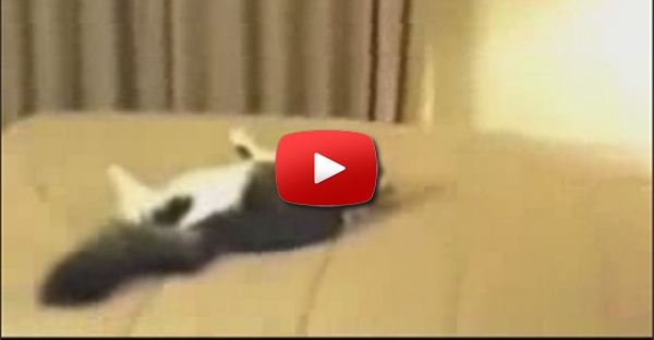 Gatos assustam-se com facilidade