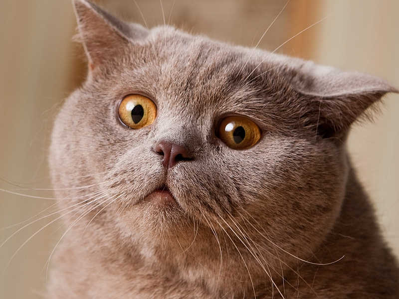 Gato Confuso