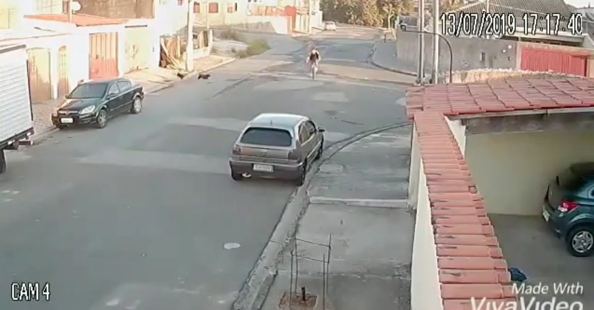 Dupla de cães da raça filhosdamae perseguem ciclista e causam acidente