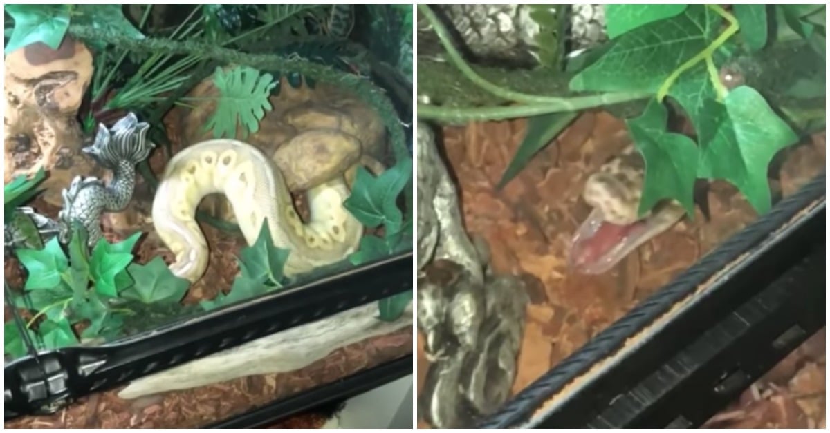Cobra larga peidos barulhentos e ri-se da situação
