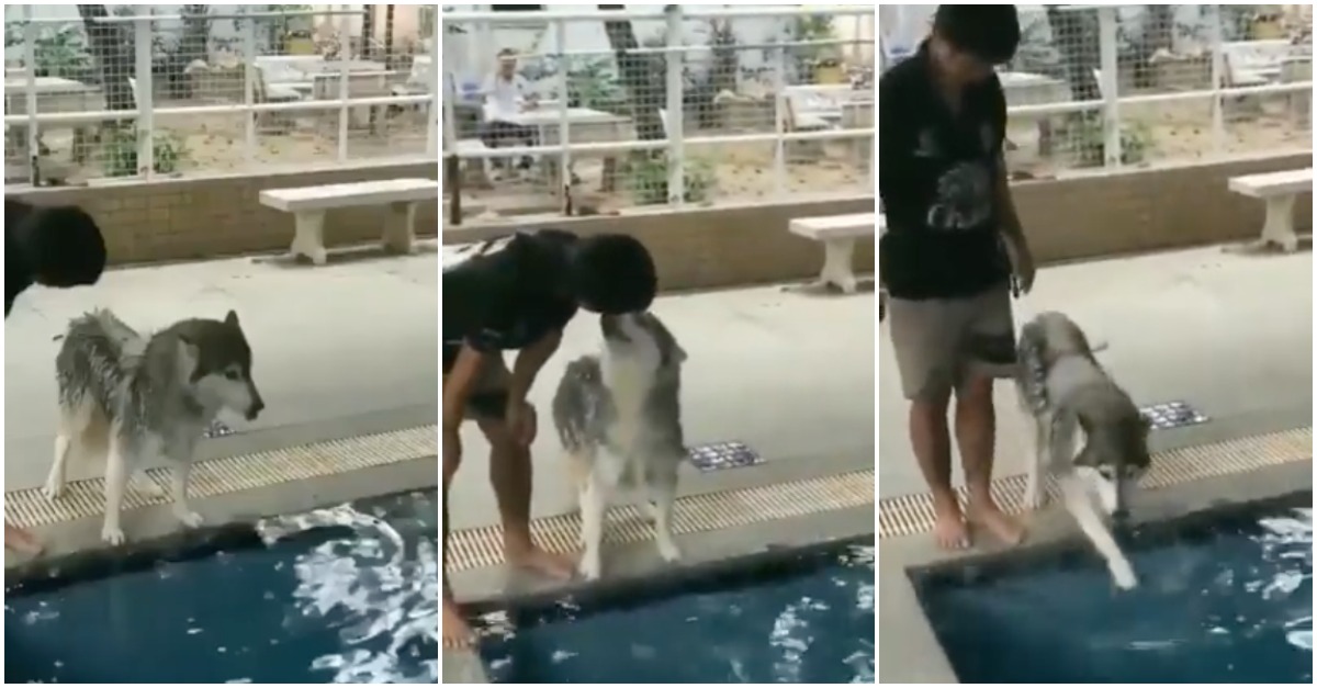 O primeiro mergulho de um husky que tem medo da água