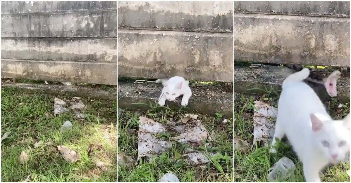 Vídeo mostra gato a ser atacado por cobra e a dona nem se apercebe do que está a acontecer