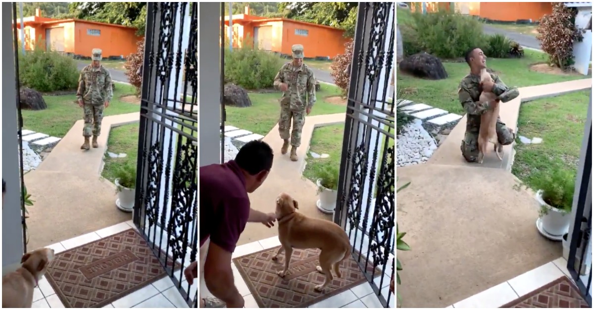 Cão reencontra o seu dono 8 meses depois... LINDO!