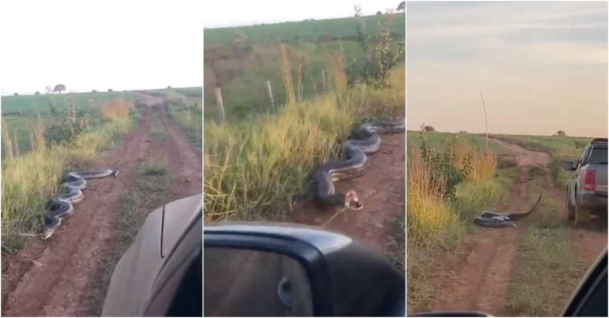 Cobra de 7 metros ataca carrinha e esposa alerta o marido... tira o braço daí!
