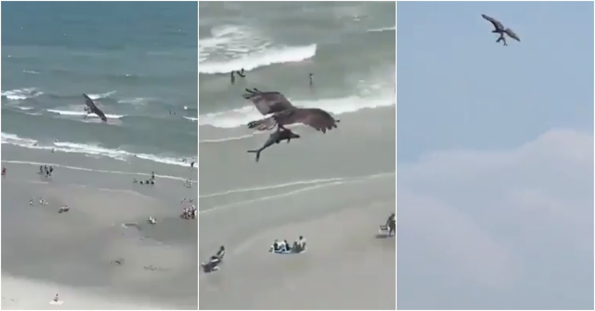 Águia sobrevoa praia com peixe de enorme porte preso nas garras
