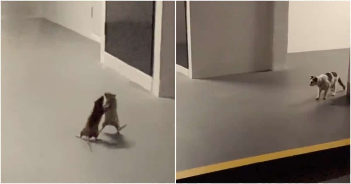 Mulher filma briga entre 2 ratos com o gato de casa a observar