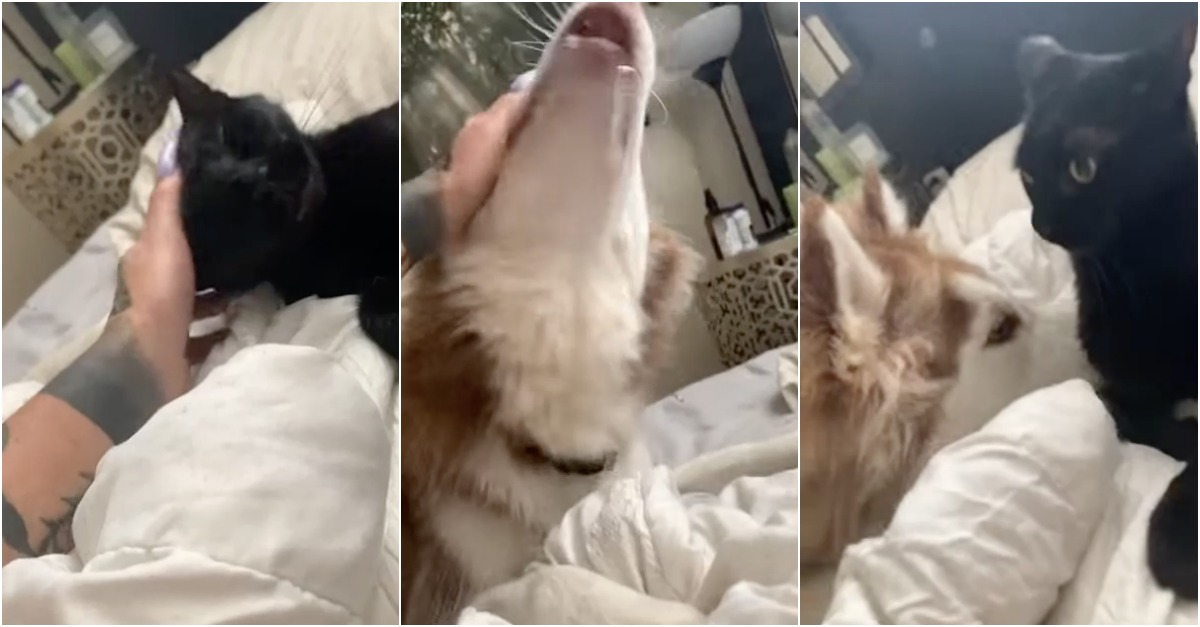 Quando um cão e um gato querem exclusividade do dono