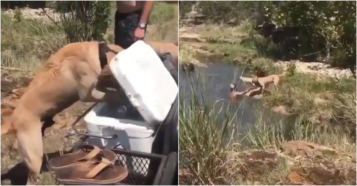 Quando um cão faz questão de provar aos amigos do dono quem realmente é o seu melhor amigo