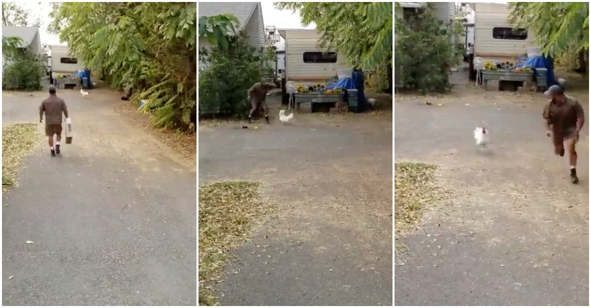 Galo faz a vida negra a carteiro na hora de entregar as encomendas
