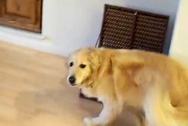 Disse ao seu cão para arrumar a casa: O que este fez a seguir não tem preço!