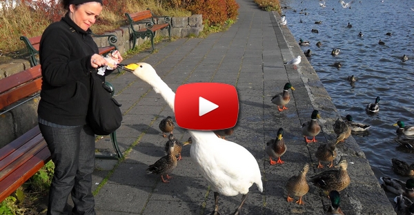 Encantador de Patos