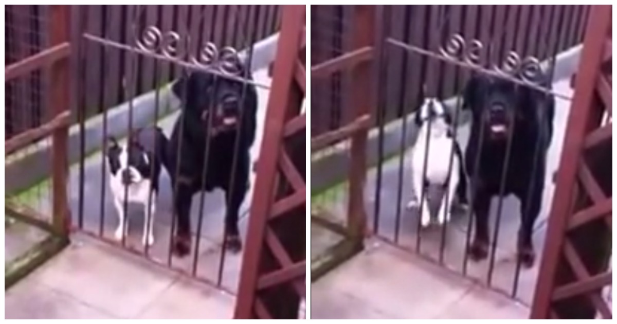 Cão cumprimenta as pessoas com um Hello