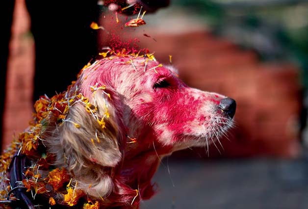O festival que todos os anos agradece aos cães por serem nossos amigos