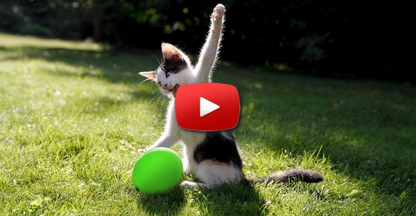 Gato e o Balão