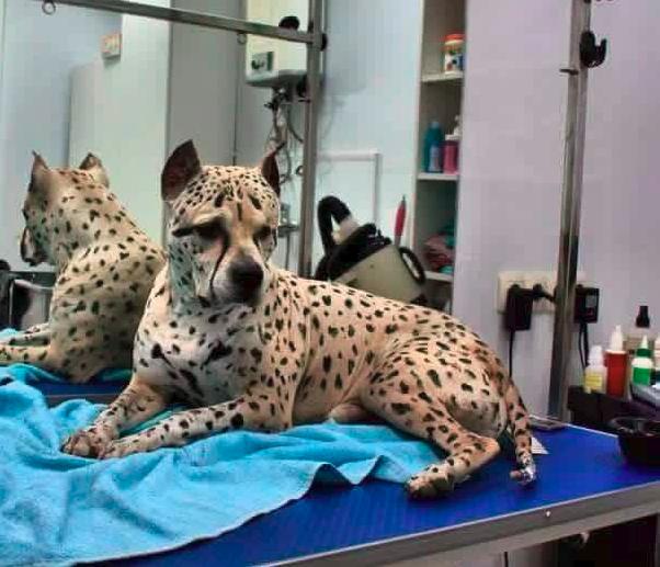Conhece Titus, um Pitbull que é tão raro que é o único da sua raça no mundo!