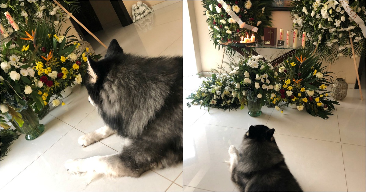Cão revela tristeza com a morte do dono e recusa separar-se das cinzas