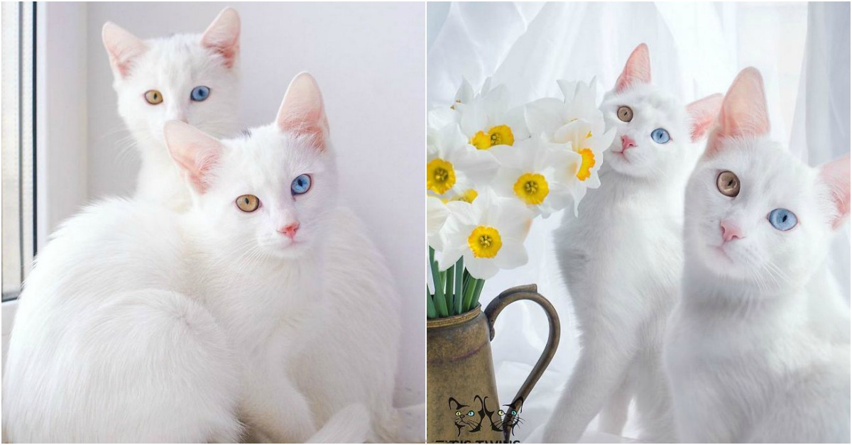 Os 2 gatos de olhos bicolores mais bonitos do mundo