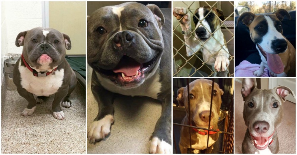 Alguns cães antes e depois da adoção... QUE FELICIDADE EXTREMA!